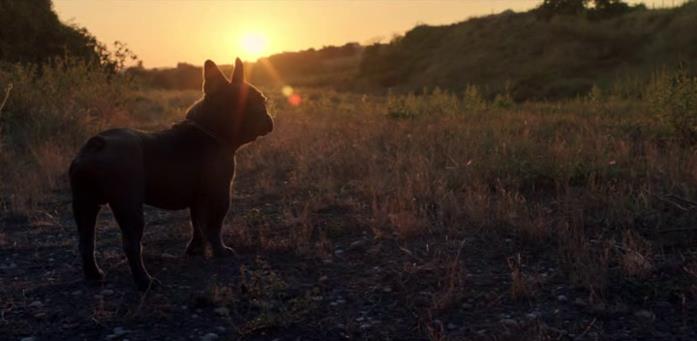 Il colpo del cane Ugo ritrova la libertà in una toccante sequenza sul far del tramonto