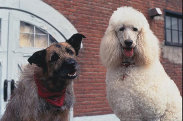 Senti chi parla adesso - I cani I cani di Senti chi parla adesso