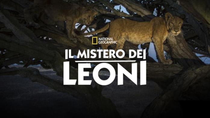 Il mistero dei leoni Il mistero dei leoni