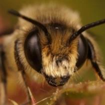 Buzz Bee