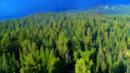 Anteprima Foreste