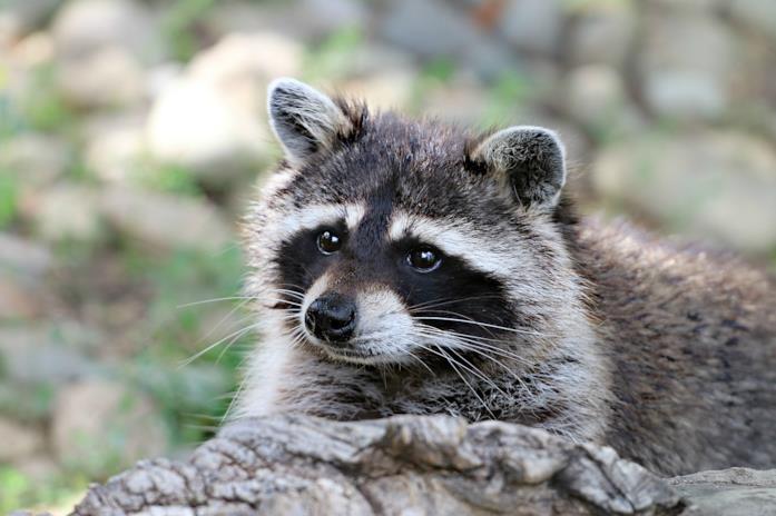 Rocket è stato ispirato da un procione di nome Oreo Un bellissimo esemplare di procione