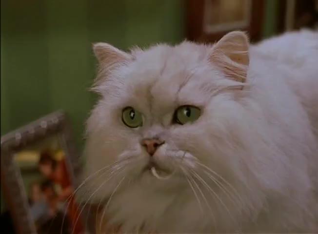 Fiocco di Neve, gatto Fiocco di Neve