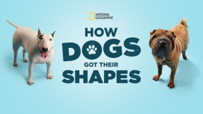 How Dogs Got Their Shapes How Dogs Got Their Shapes