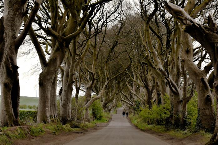 Dark Hedges, una delle location di Game of Thrones Dark Hedges