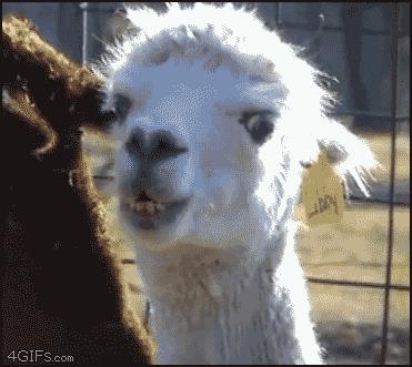 I capelli di Dwayne Johnson e il lama Un lama in primo piano