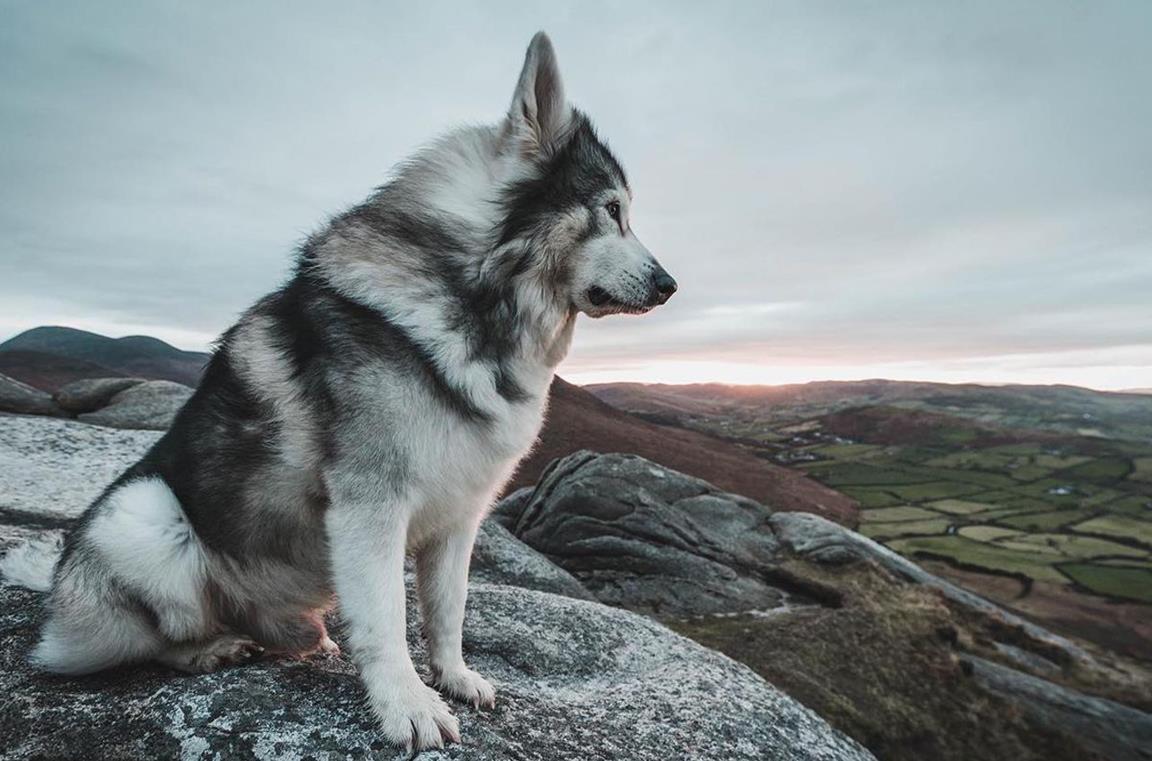 Un'immagine del cane Odin