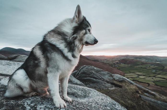 Un'immagine del cane Odin