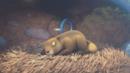 Anteprima Il Giorno della Marmotta