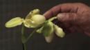 Anteprima La principessa Orchidea