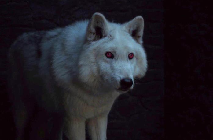 Ghost, il metalupo di Jon Snow in Game of Thrones