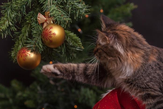 Gatto gioca con una palla dell'albero di Natale
