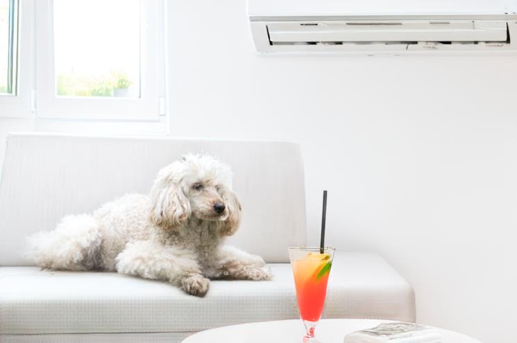 Cagnolino si gode il fresco del climatizzatore accucciato sul divano 