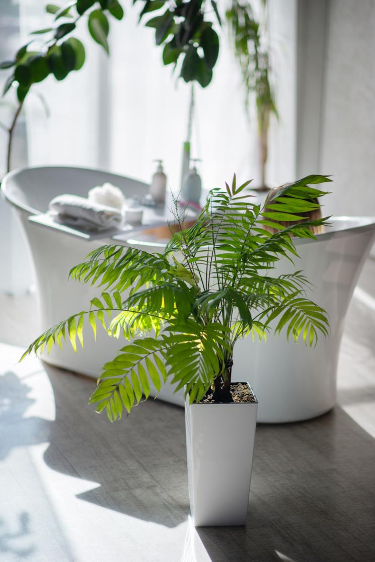 Vasca freestanding circondata da piante