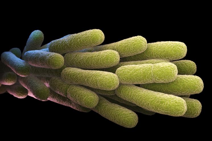 La specie di batteri di legionella responsabili della polmonite 