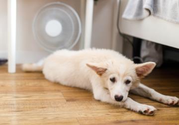 Aria condizionata per animali domestici: quale temperatura deve avere?
