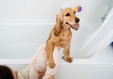 Come arredare il bagno a prova di animale domestico