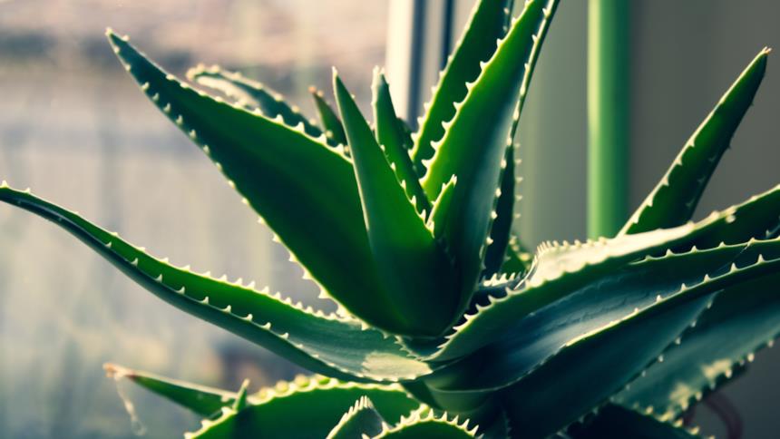 Aloe vera vicino a una finestra