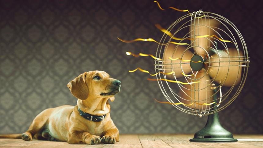 Cane davanti il ventilatore