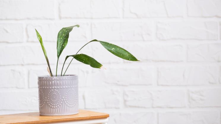 Pianta Aspidistra su una mensola