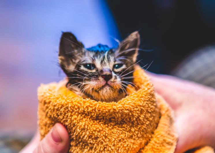 Gatto bagnato avvolto dall'asciugamano 