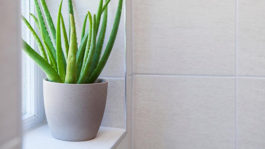 Pianta aloe vera sulla mensola del bagno