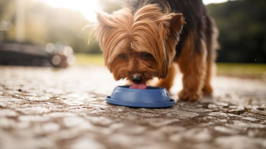 Cane beve dalla ciotola