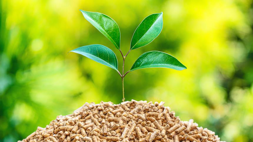 Pellet con una piantina