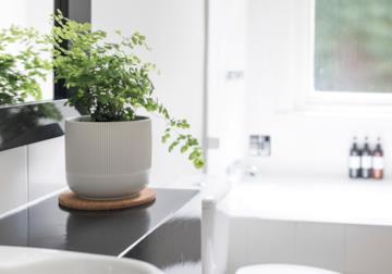 Piante da bagno: verde e relax quotidiano