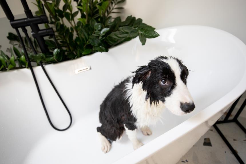 Cane nella vasca impaurito 