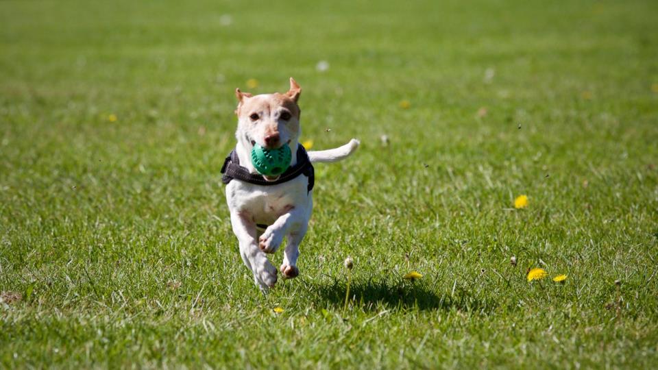 Pettorine per cani Pettorine migliori per cani