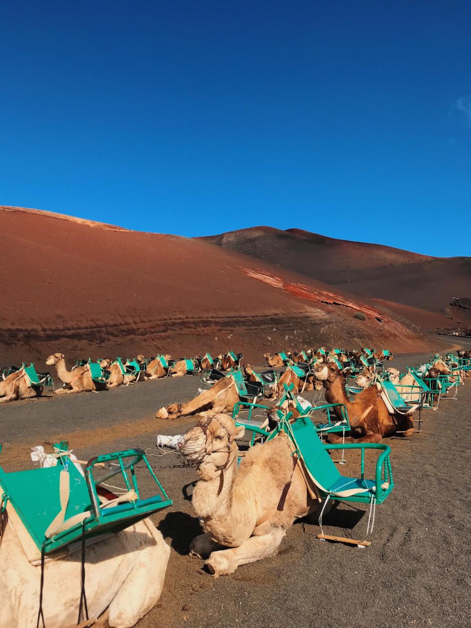 Che cosa fare a Lanzarote: escursioni in cammello al parco Timanfaya Escursione in cammello al parco Timanfaya di Lanzarote