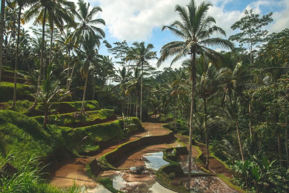 Che cosa vedere a Bali: le risaie Bali, cosa vedere: le risaie