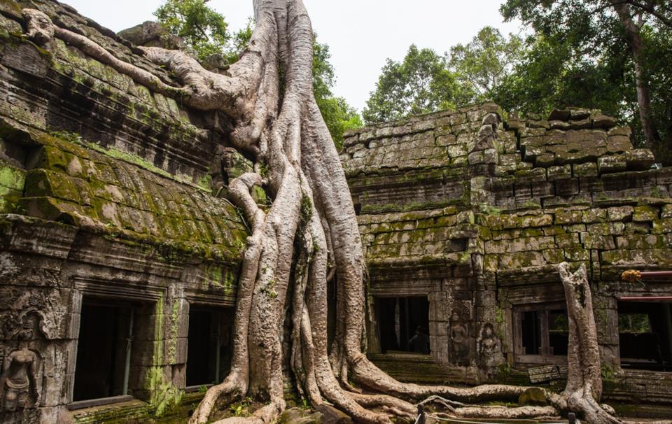 Ta Prohm in Cambogia Tempio Ta Prohm in Cambogia