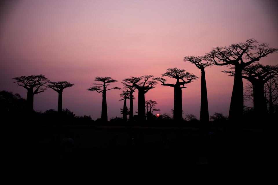Baobab Avenue in Madagascar Cosa vedere in Madagascar: Baobab Avenue