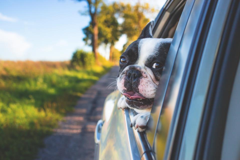 La migliore ciotola da viaggio per il tuo cane in automobile