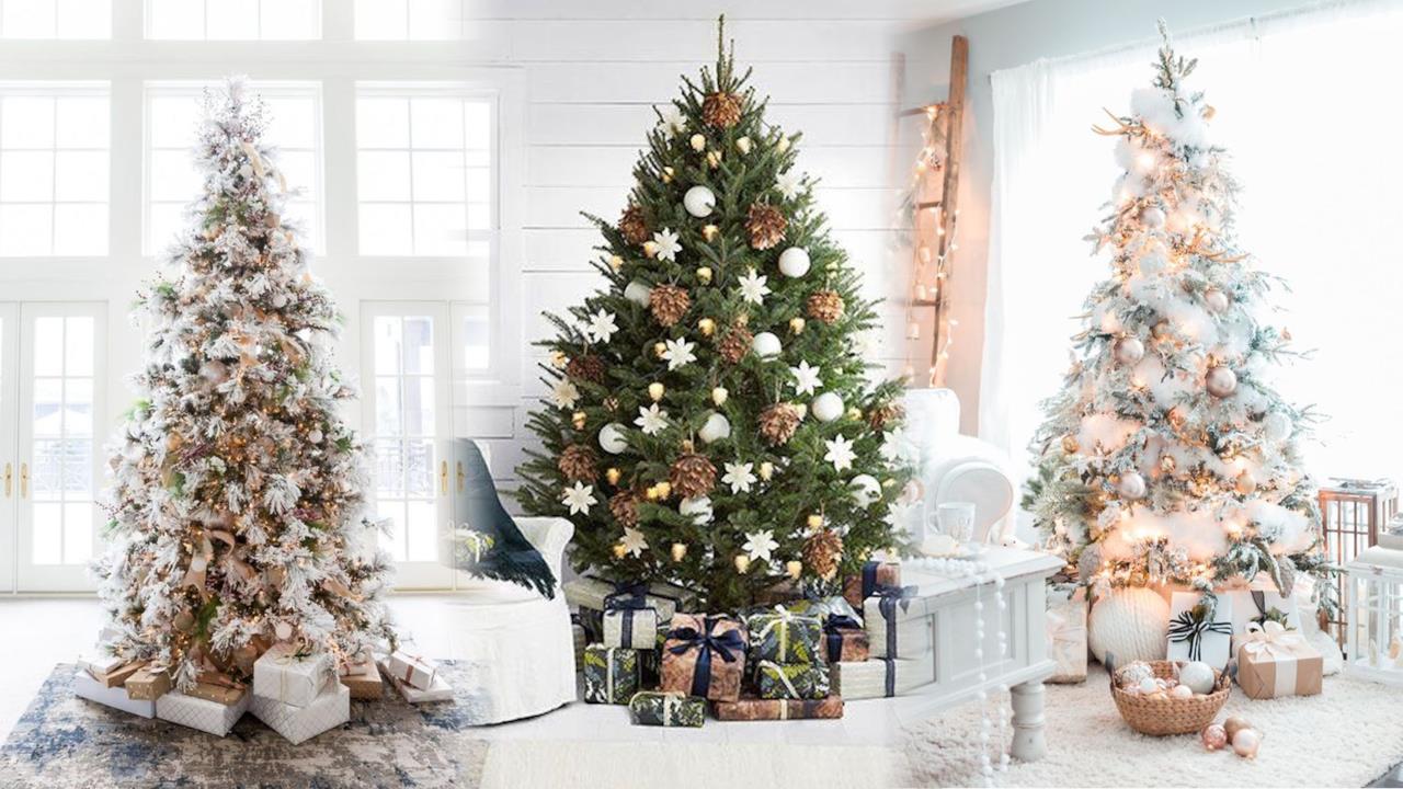 Una guida per scoprire quali sono i migliori alberi di Natale.