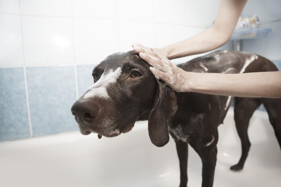 Lavare il cane coi migliori shampoo antiparassitari 