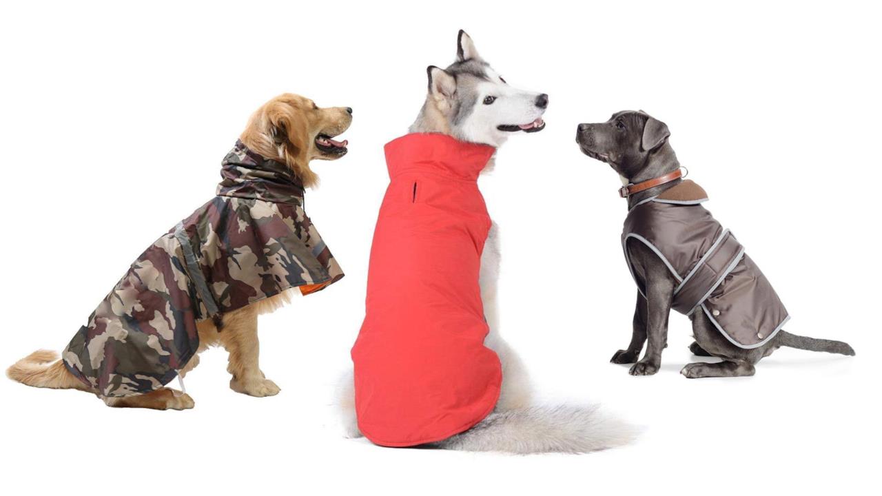 I migliori cappotti impermeabili e catarifrangenti per cani