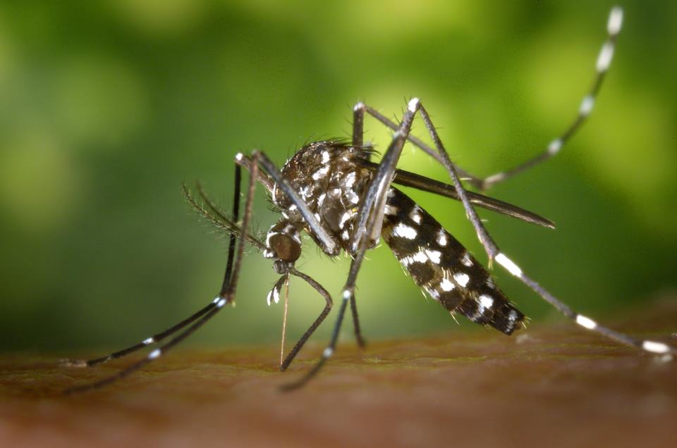 Cosa attira le zanzare
