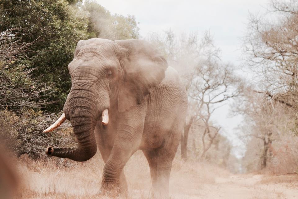 Safari in Africa dove andare Dove andare per un safari in Africa