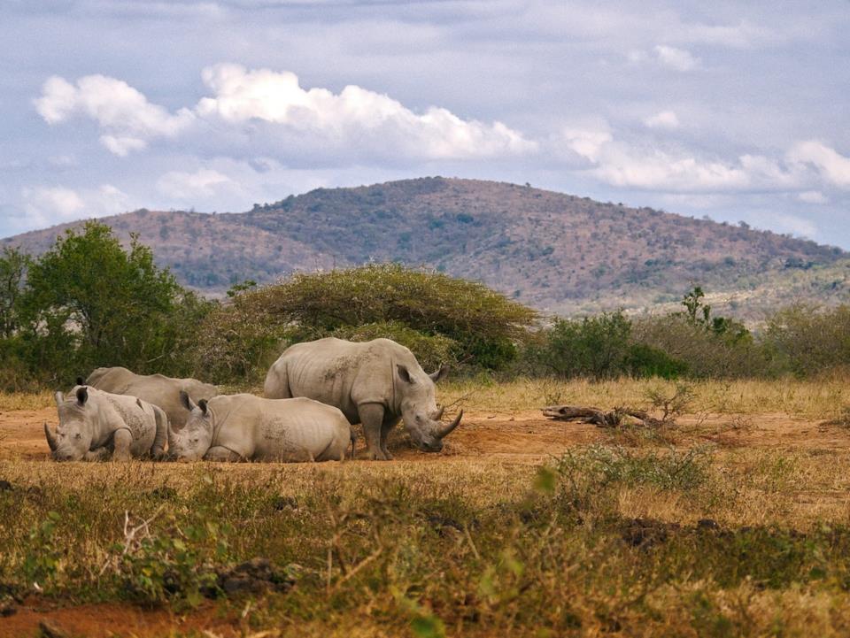Rinoceronti in Sudafrica Safari in Sudafrica