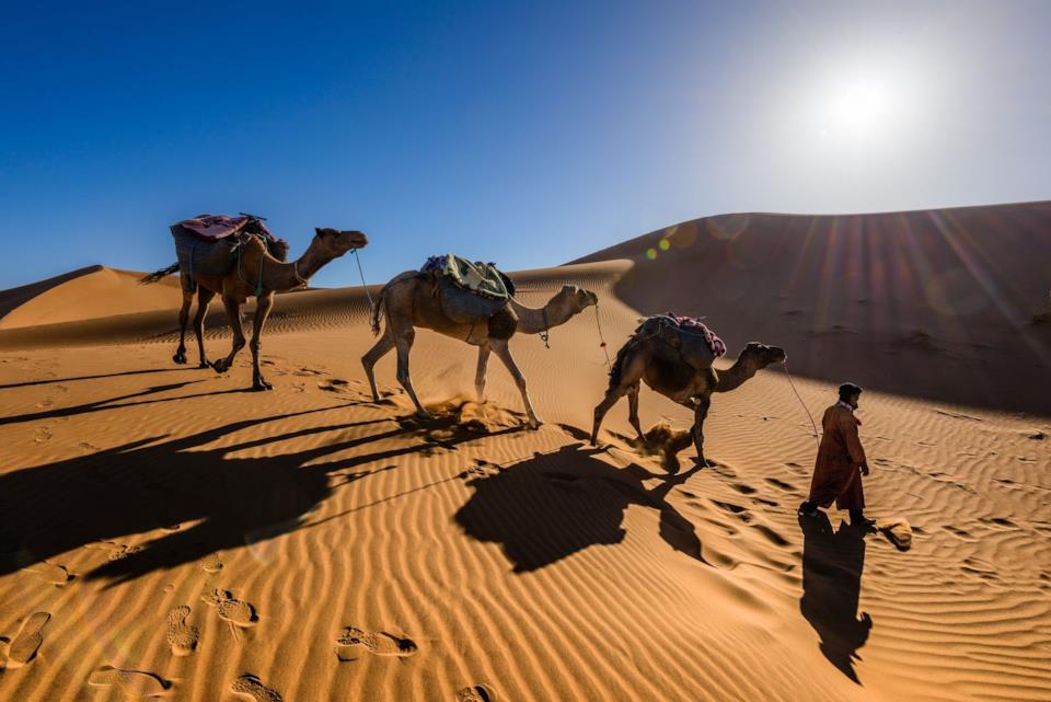 Deserto del Sahara in Marocco Cammelli nel deserto del Sahara in Marocco