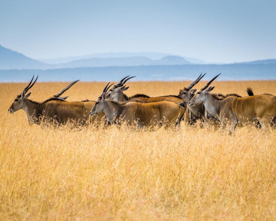 Quando andare in Africa per un safari Safari in Africa: quando andare