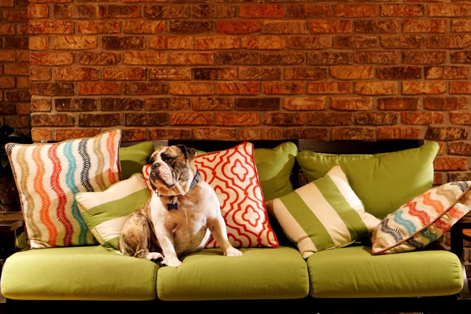 Cuscini da esterno per cani Cuscini da esterno per cani: quali scegliere