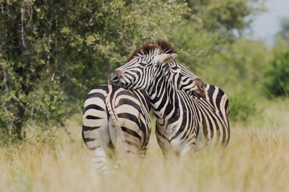 Safari al parco Kruger in Sudafrica Zebre al parco Kruger in Sudafrica