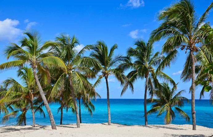 Palms on Varadero beach, Cuba