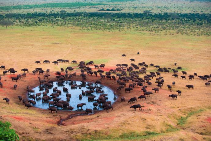View of Buffaloes drinking in Tanzania