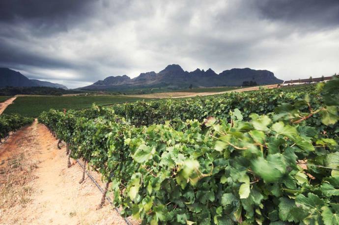 Vineyards of Stellenbosch, South Africa