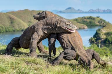 The Komodo dragons: a journey into the wildest islands of Indonesia